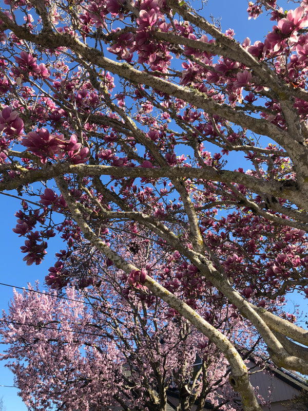 PINK is in the air 🌸🌸🌸